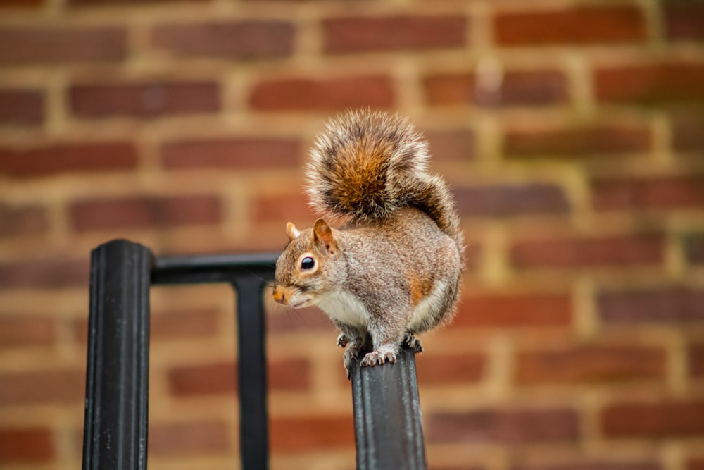 brown squirrel on black metal bar