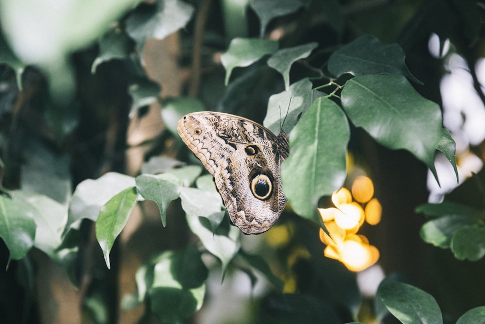 brown and black butterfly perched on yellow flower