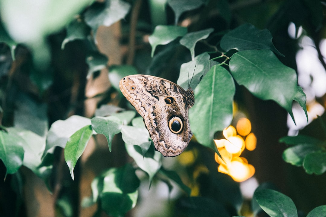 brown and black butterfly perched on yellow flower