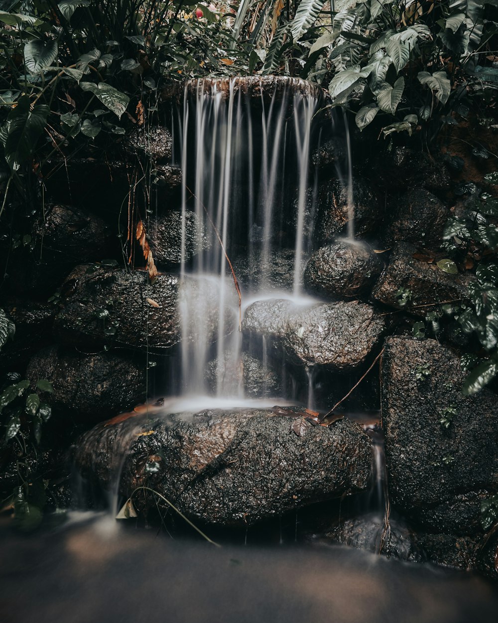 water falling from a tree