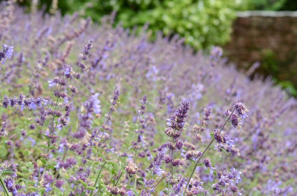 purple flowers in tilt shift lens