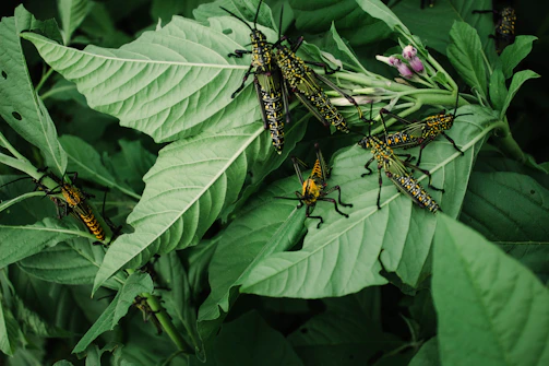A detailed map showing quarantine pest distribution in South Sulawesi.