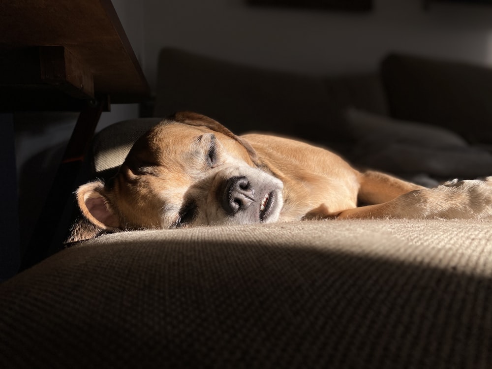 chien brun à poil court couché sur un canapé brun