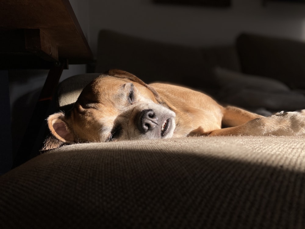 brown short coated dog lying on brown couch