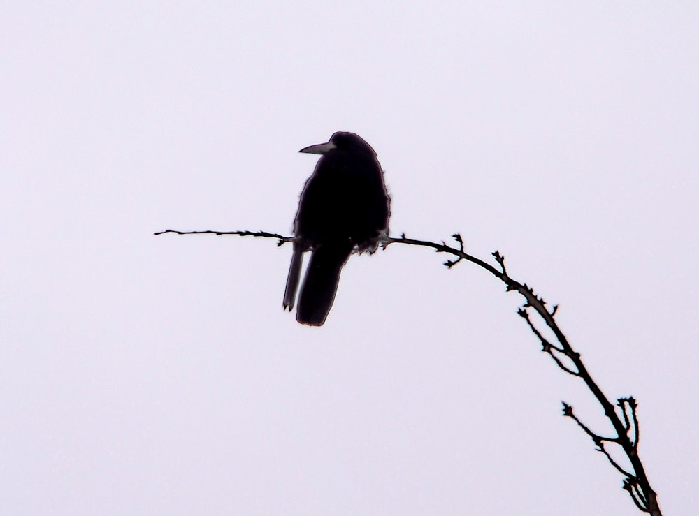 pájaro negro en la rama de un árbol marrón durante el día