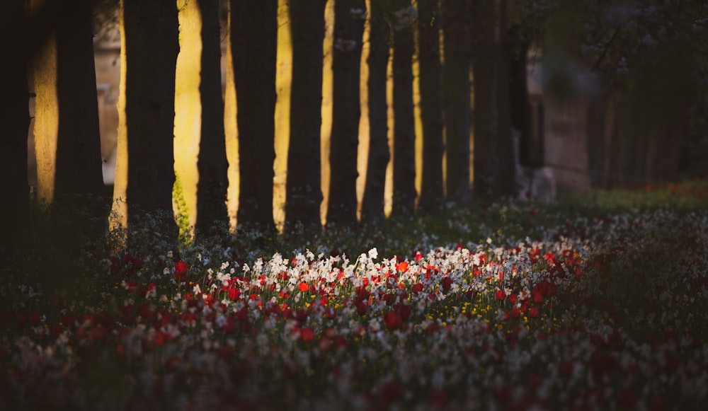 red and white flowers on ground