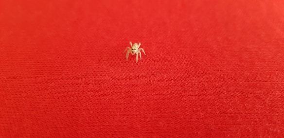 A small, light-colored spider is positioned at the center of a textured red surface.