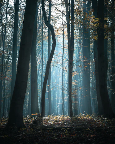 A serene blue-toned forest with sunlight filtering through the leaves, blending nature and technology.