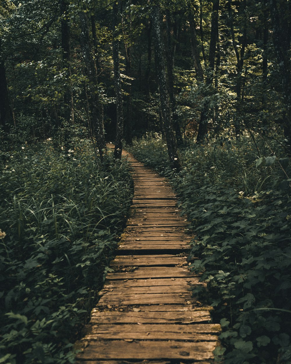 brown wooden pathway in the woods