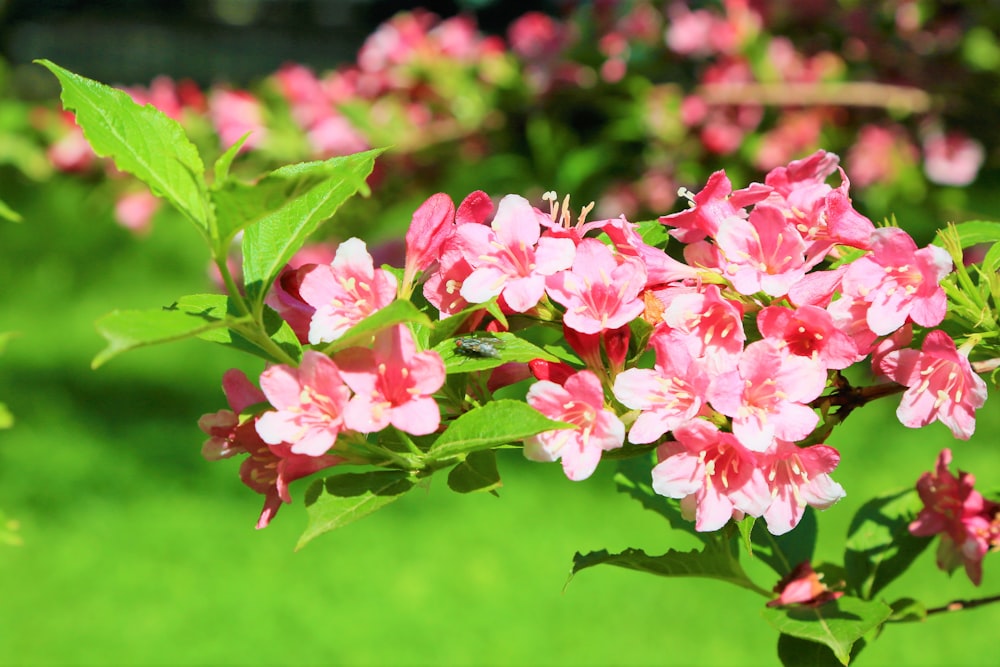 pink flowers in tilt shift lens