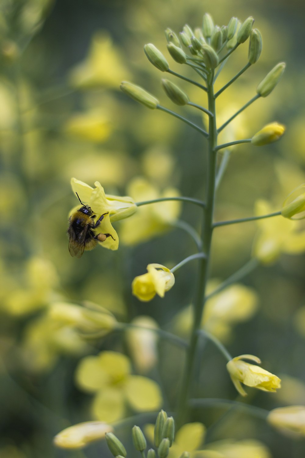 yellow flower with bee on top