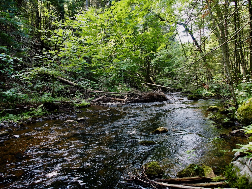 green trees beside river during daytime