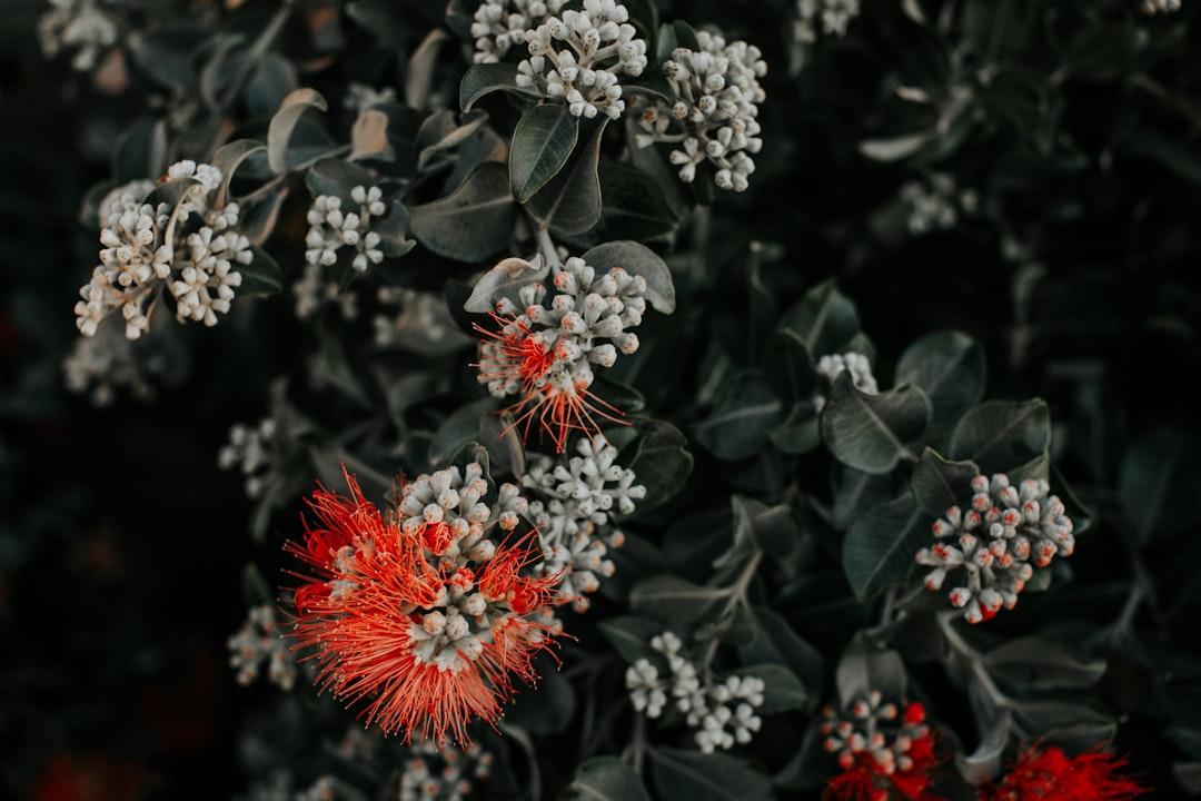 white and red flowers in tilt shift lens