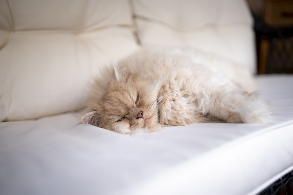 brown persian cat lying on white bed