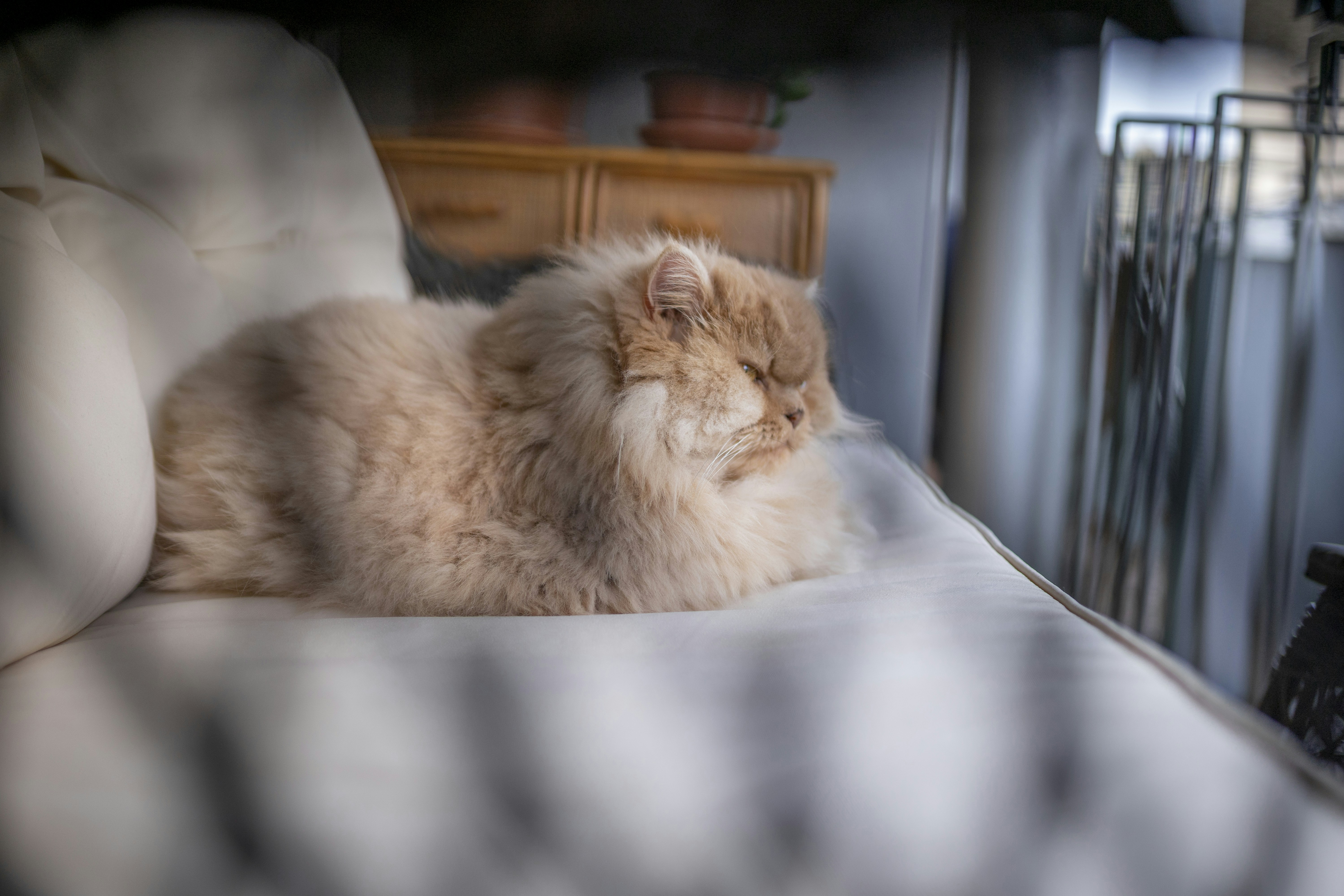 brown persian cat on white textile