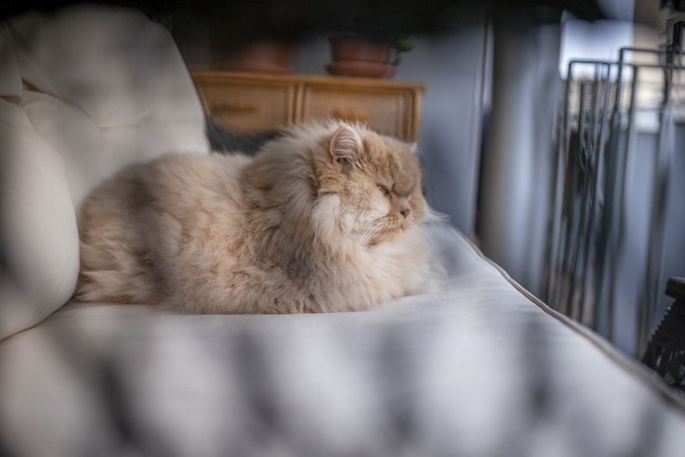 brown persian cat on white textile