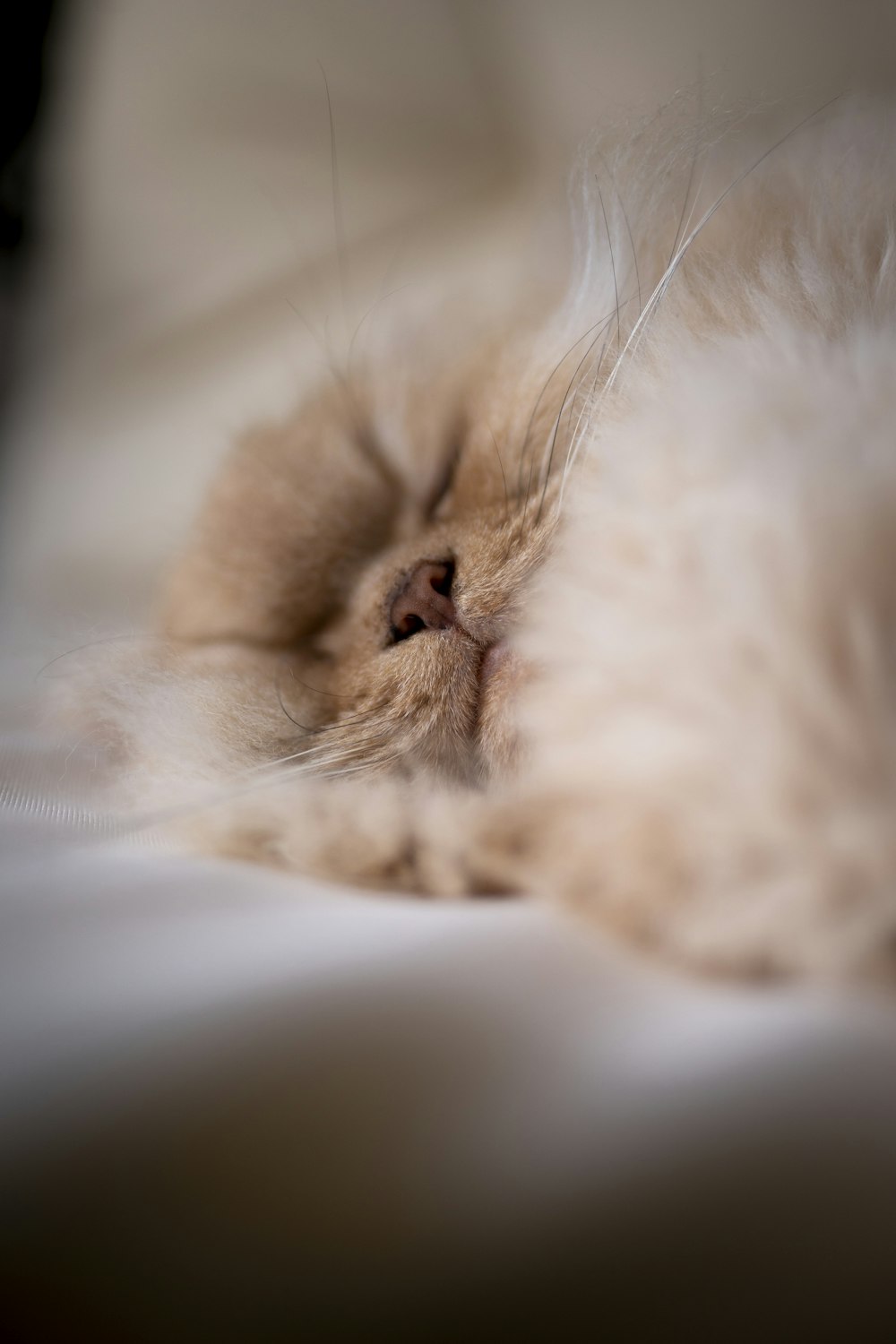 white and brown cat lying on white textile