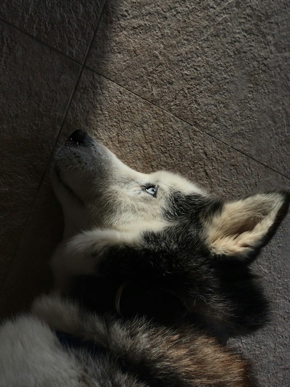 black and white siberian husky