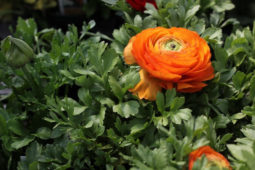 orange flower with green leaves