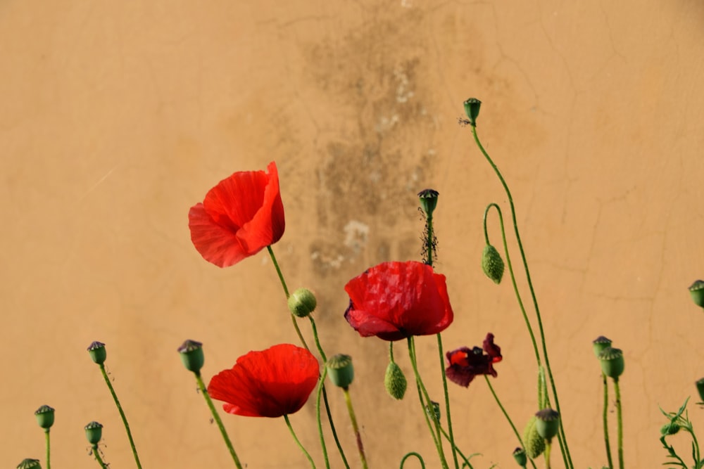 a group of red flowers sitting next to a wall