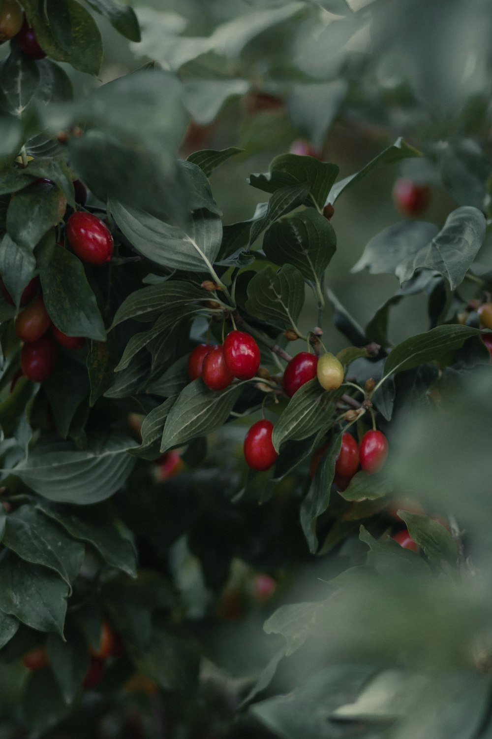 red round fruits on green leaves