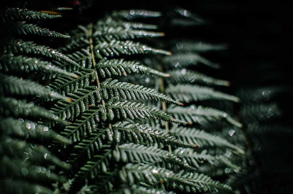 green pine tree with snow