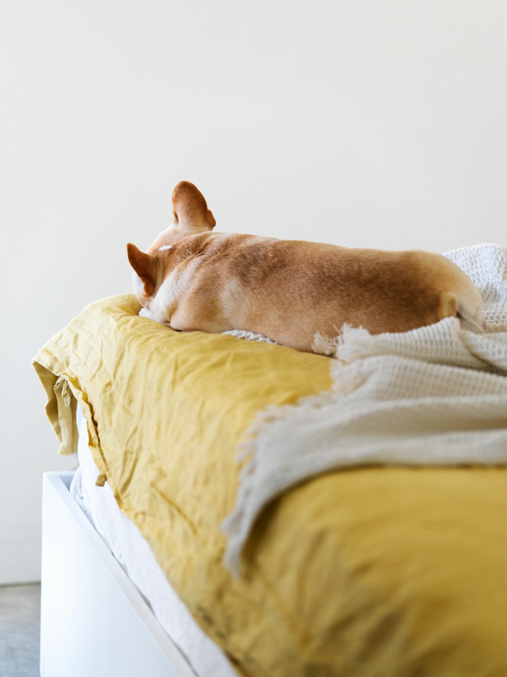 dog sleeping on a bed