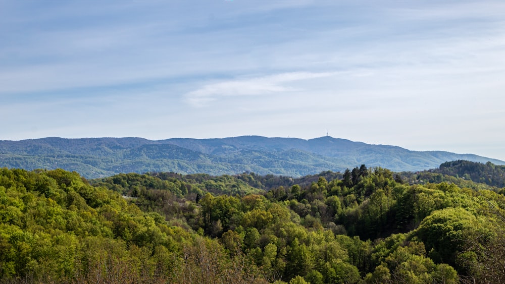 green trees on mountain under white clouds during daytime