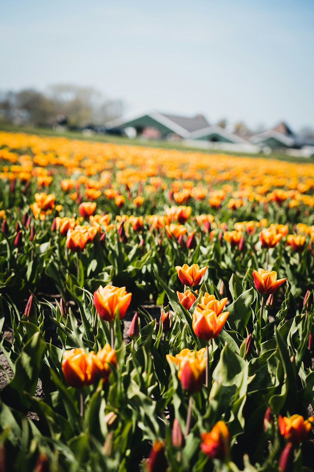 Campo de tulipanes rojos y amarillos durante el día