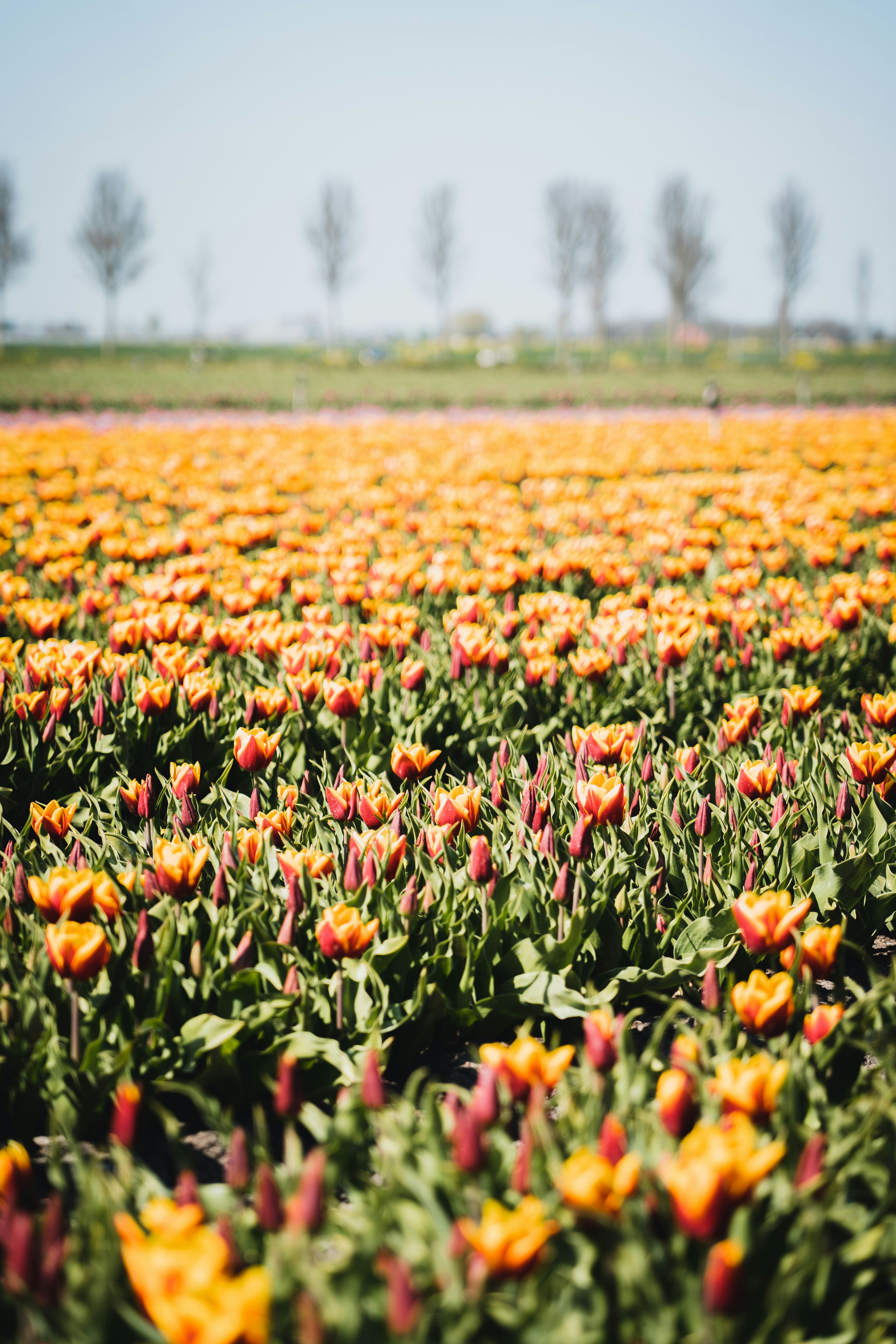 Photo by mitchelanneveldt