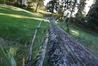 A close-up of a wooden fence with barbed wire running along its top, set in a green grassy area with trees in the background. The fence is weathered, adorned with patches of lichen, and the perspective emphasizes its length while leading the eye towards a vanishing point.