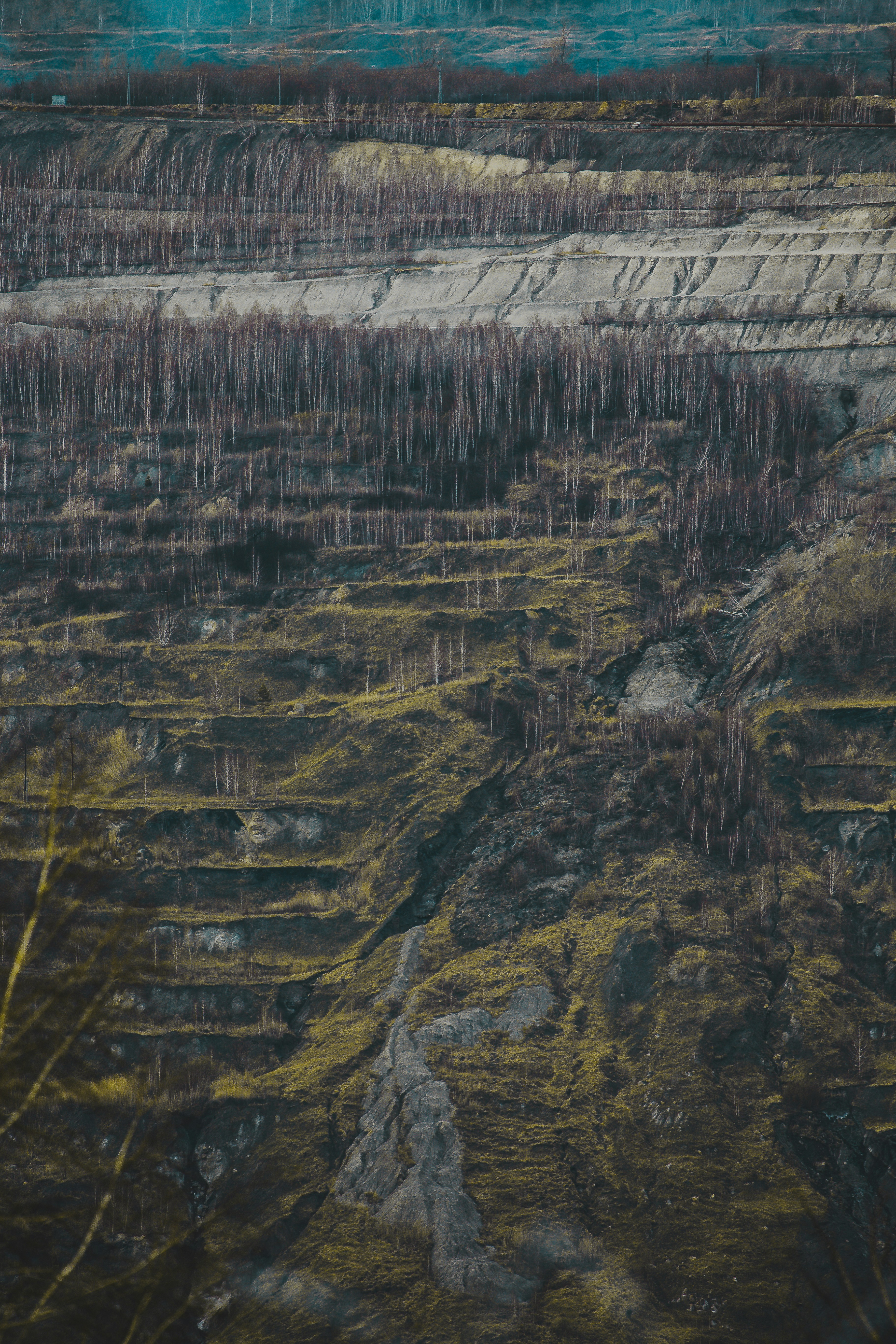 green trees on gray concrete wall