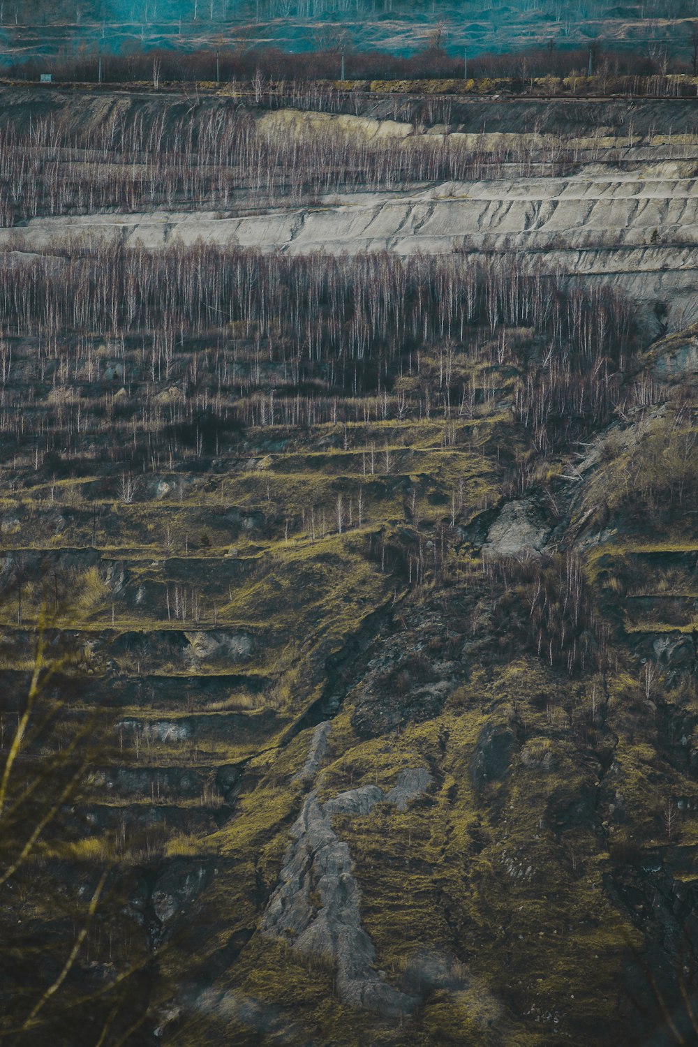 green trees on gray concrete wall