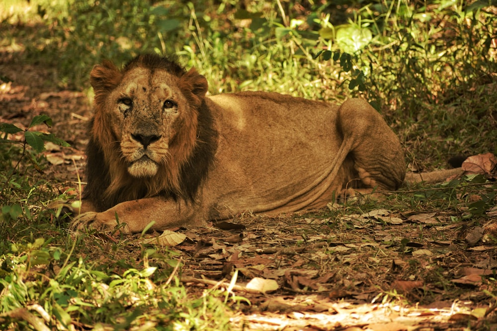 brown lion lying on ground covered with dried leaves