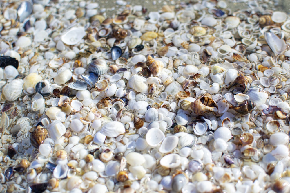 brown and white shell on white pebbles