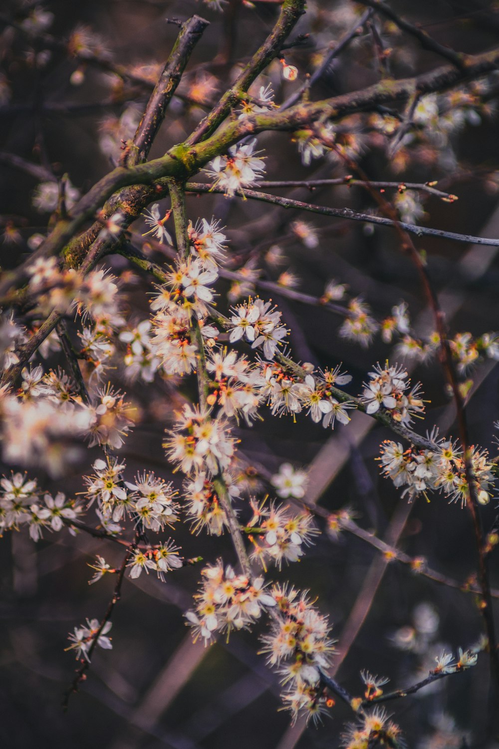 white and yellow flowers in tilt shift lens