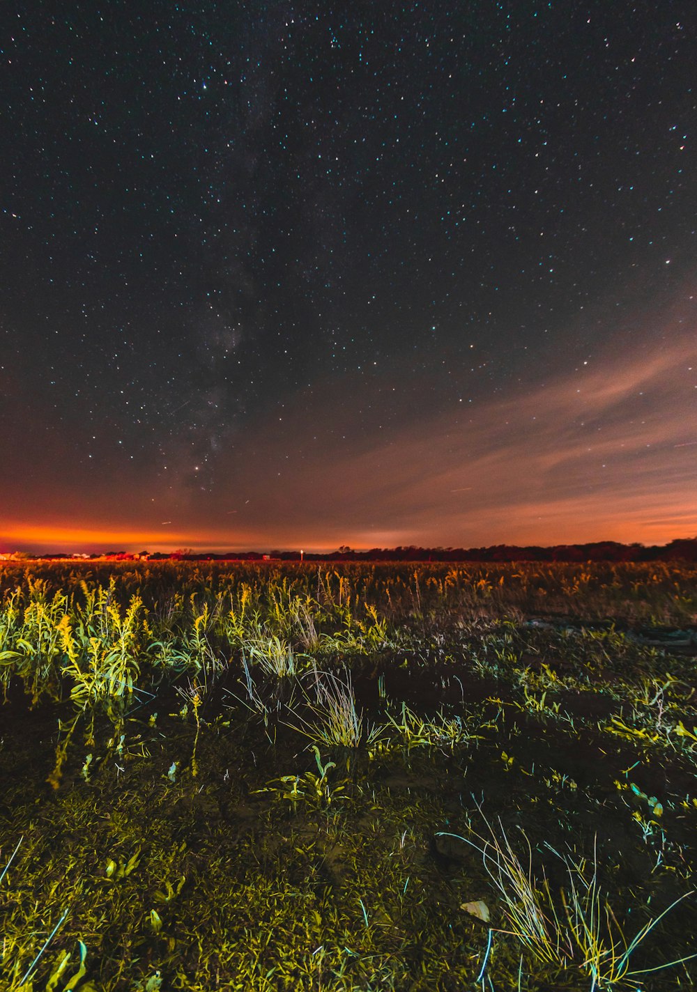 green grass under starry night