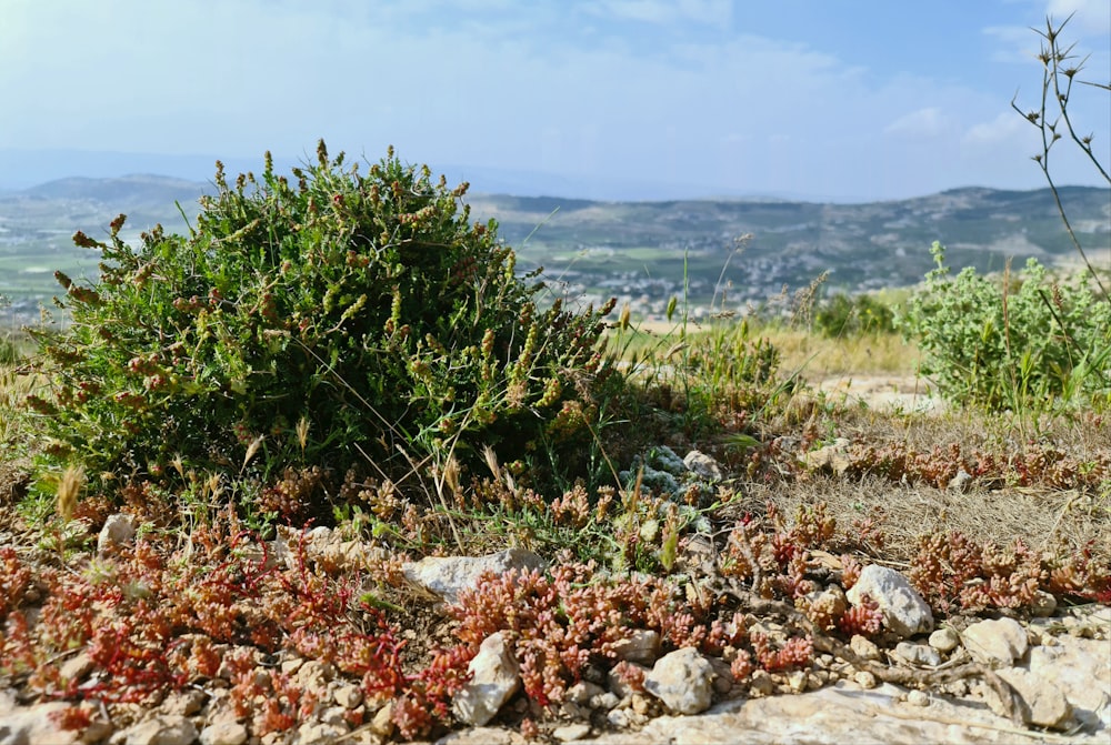 green plant on rocky shore during daytime
