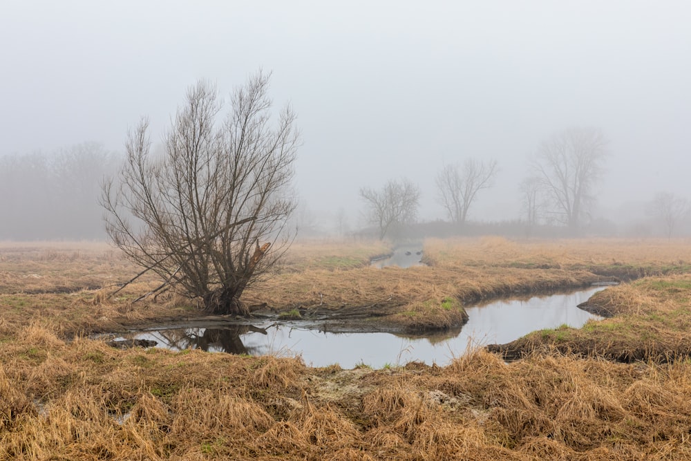 brown grass near river during daytime