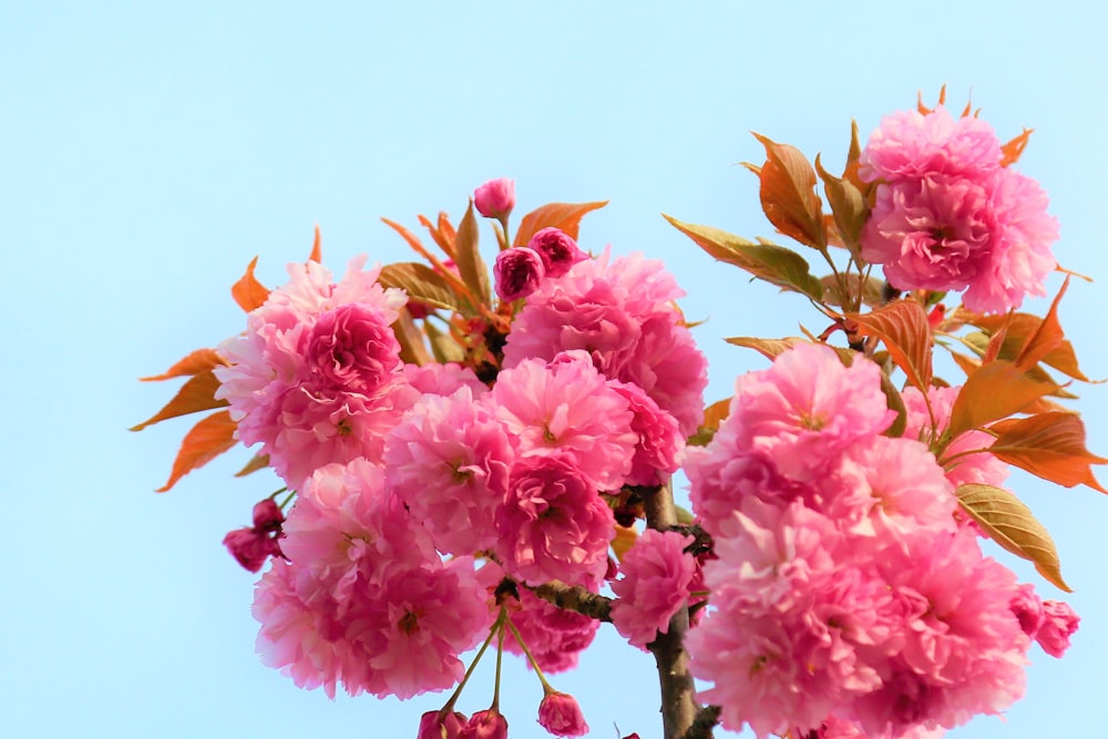 pink flowers with green leaves