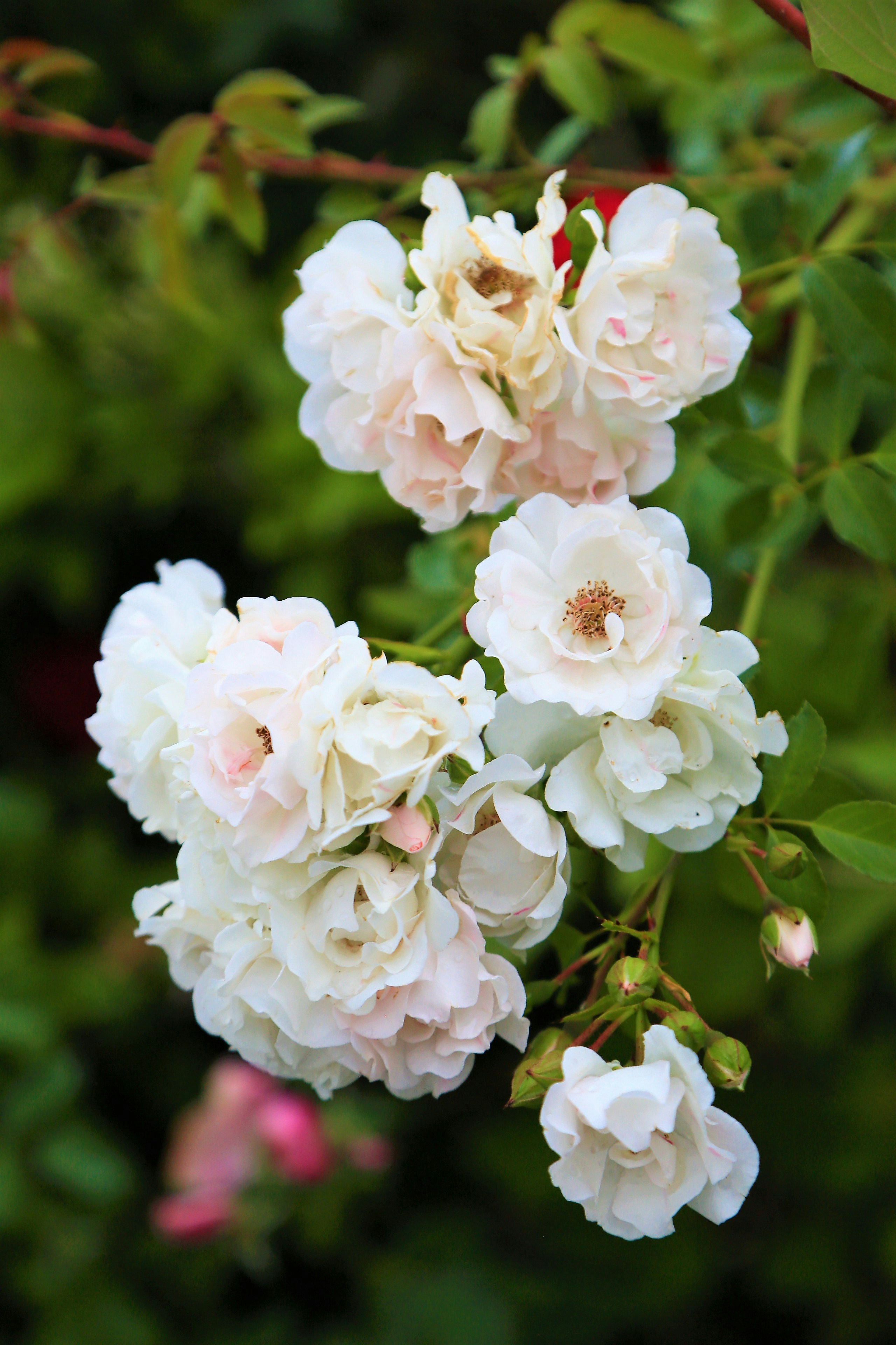 fleurs roses et blanches dans une lentille à bascule