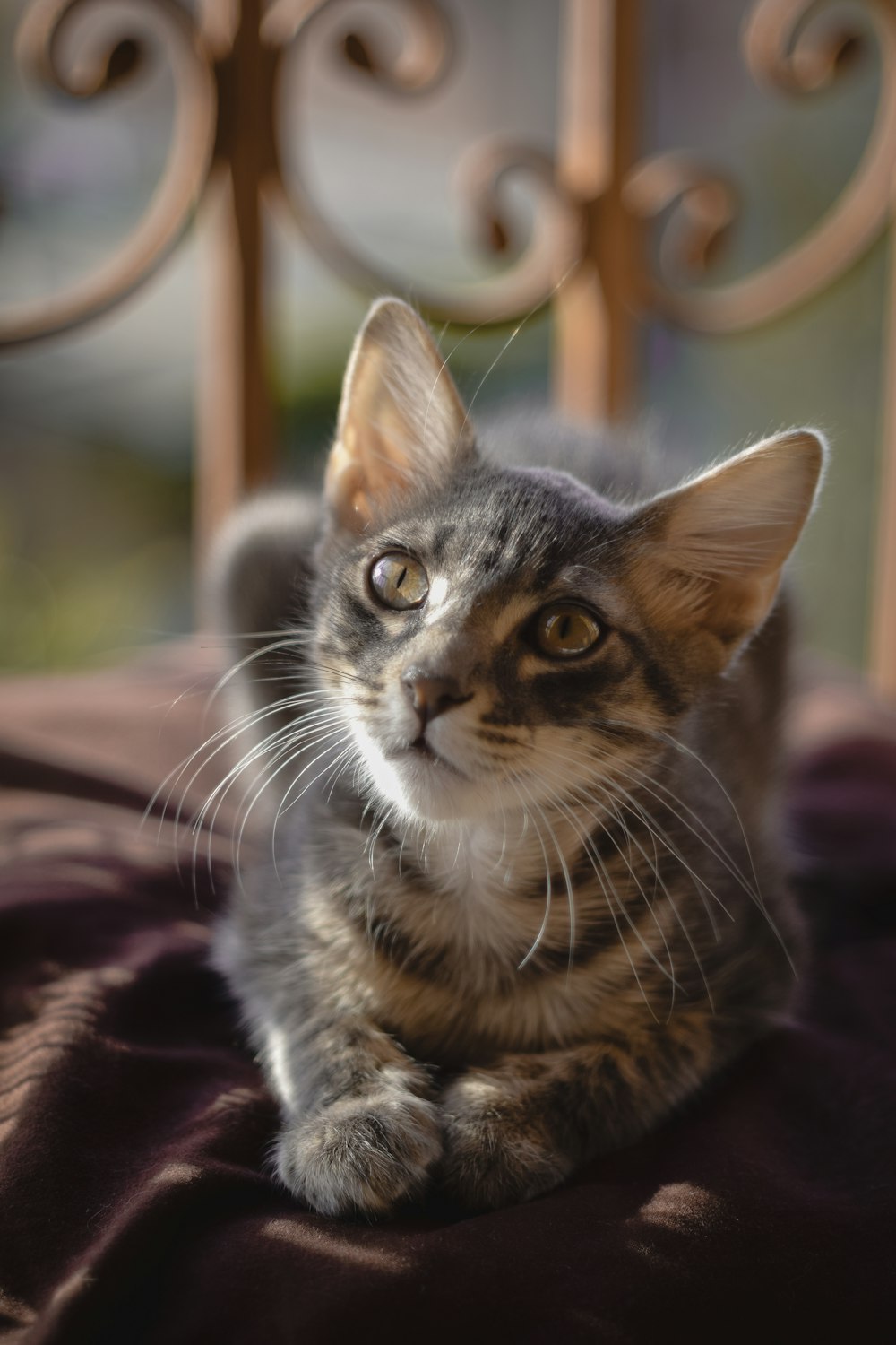 chat tigré brun sur textile rouge