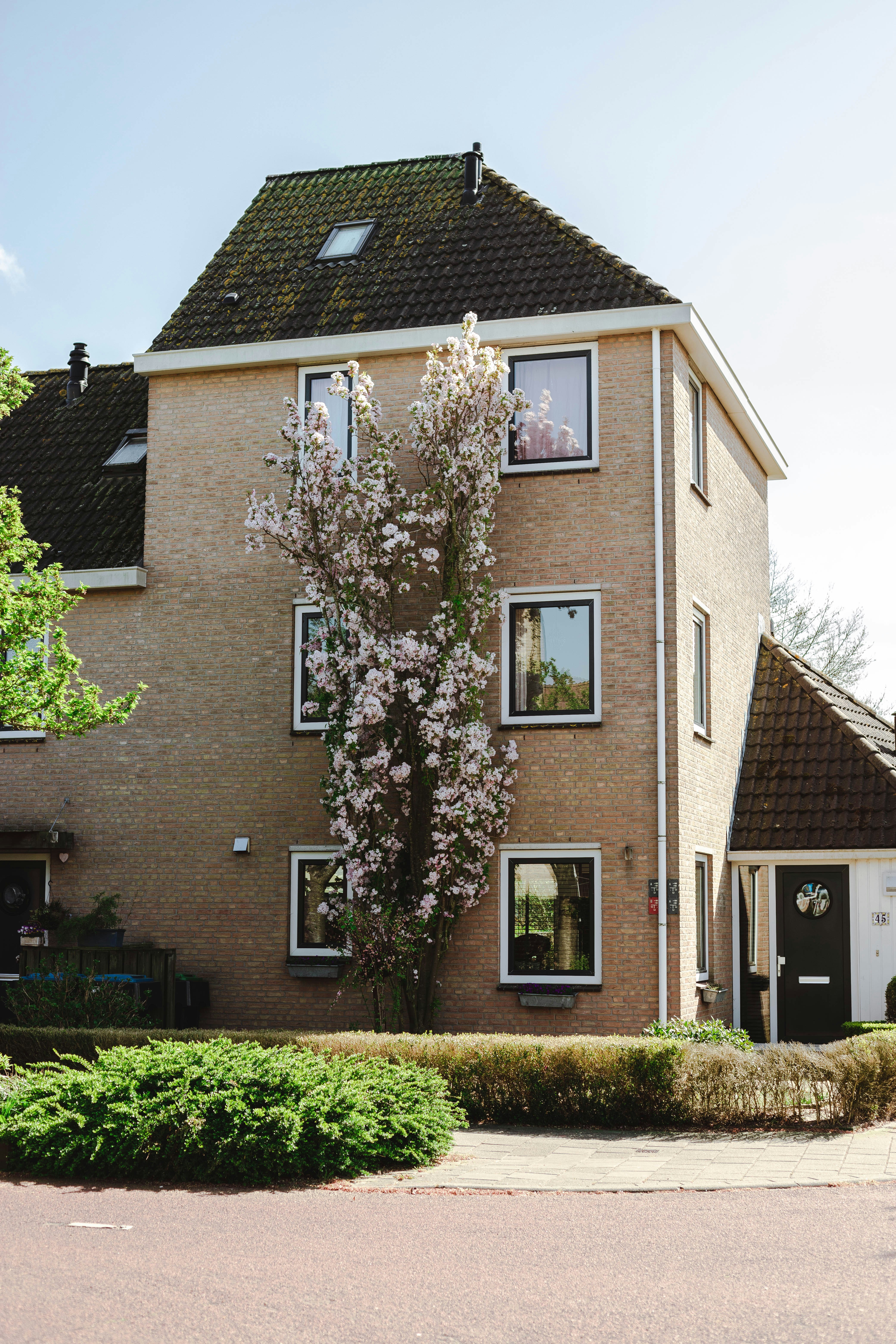 brown tree with green leaves near brown concrete building