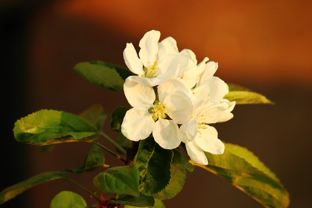 white and yellow flowers in tilt shift lens