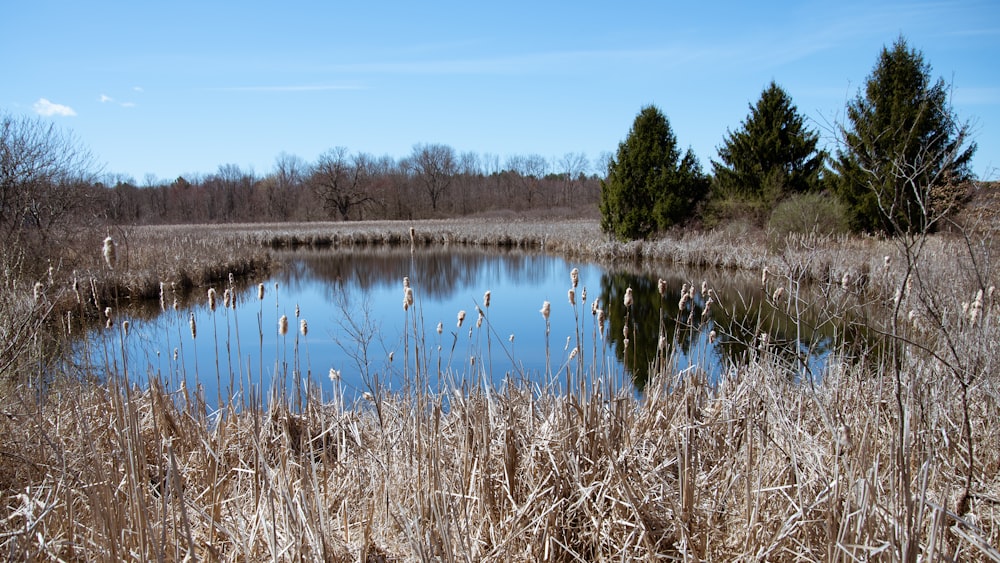 herbe brune près du lac pendant la journée