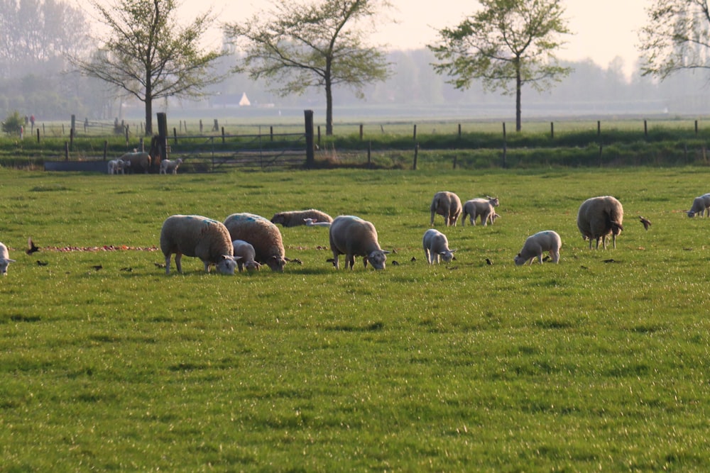 herd of sheep on green grass field during daytime