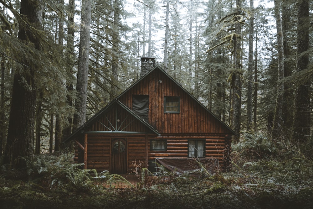 casa de madeira marrom na floresta