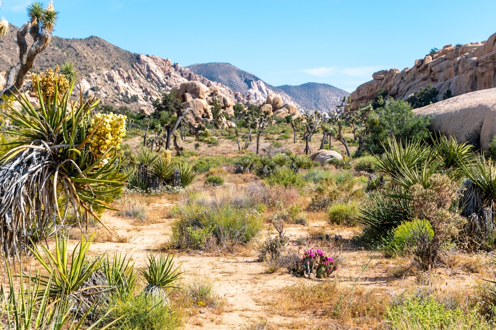 green grass and brown mountain during daytime