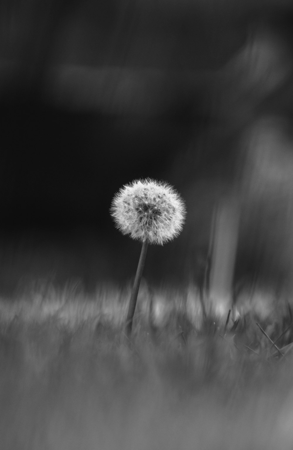 grayscale photo of dandelion flower