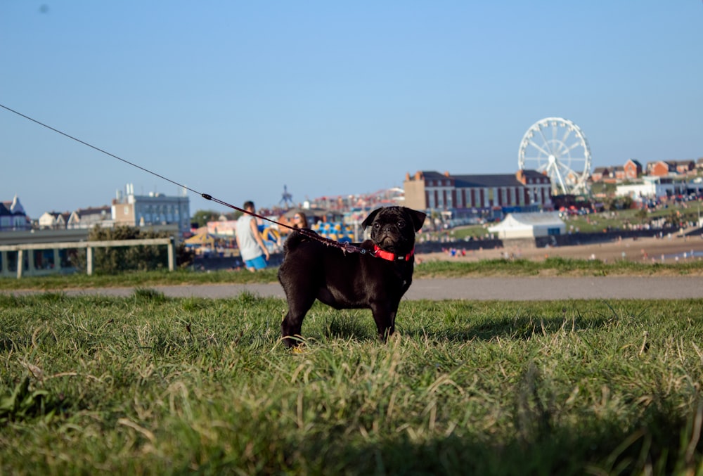 black short coated dog on green grass field during daytime